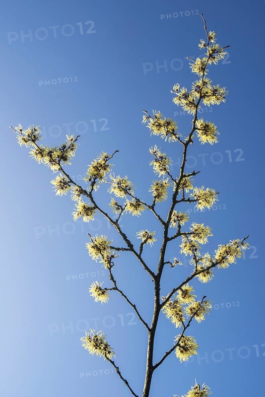 Hybrid witch hazel