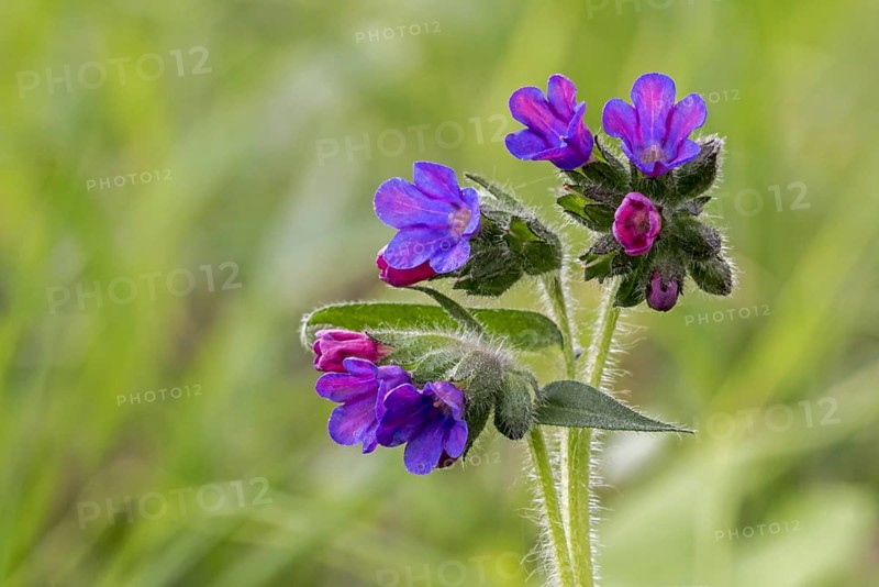 Mountain lungwort