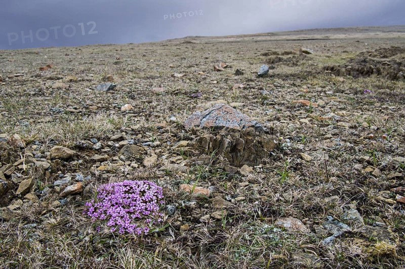 Moss campion