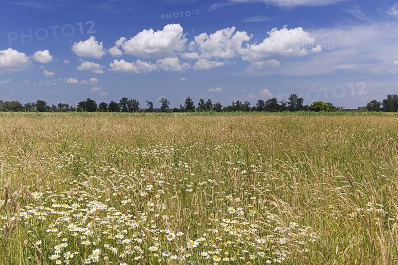 Meadow with wildflowers near the river Oder at Oderbruch