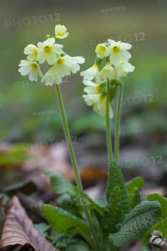 True oxlip