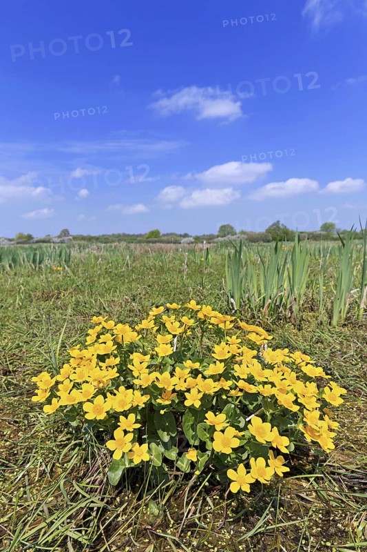Marsh-marigold