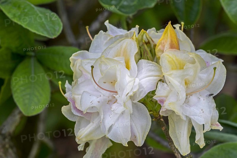 Azalea Chelsea Reach
