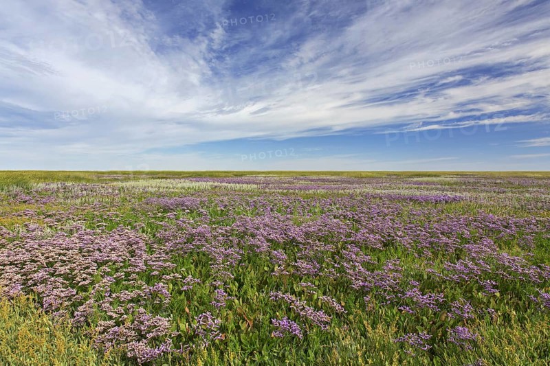 Common sea-lavender