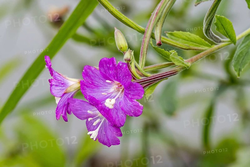 Great willowherb