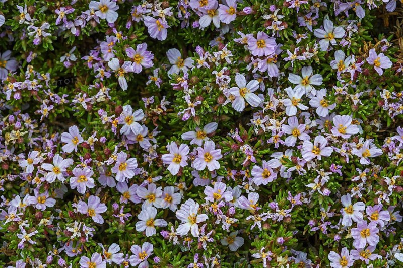 Sea heath
