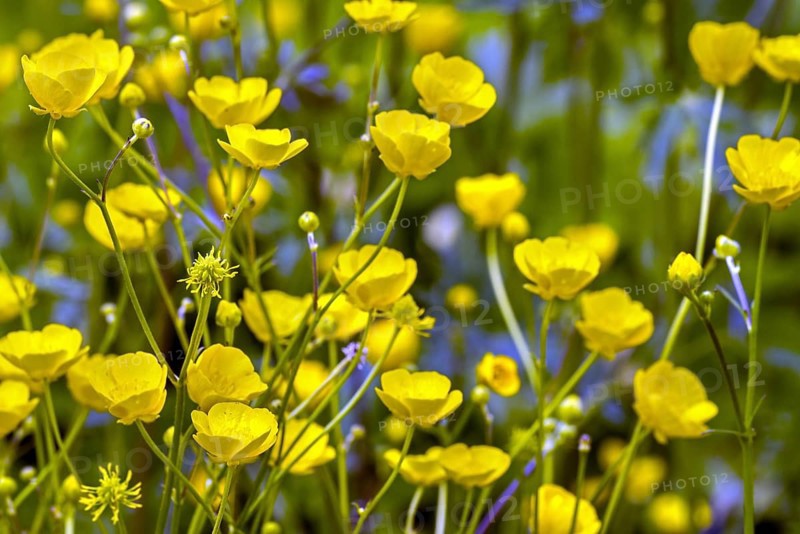 Meadow buttercup