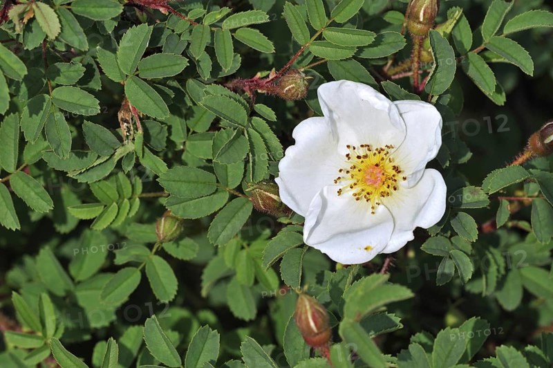Burnet rose