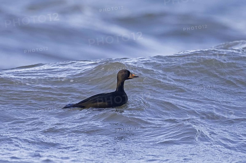 Common scoter