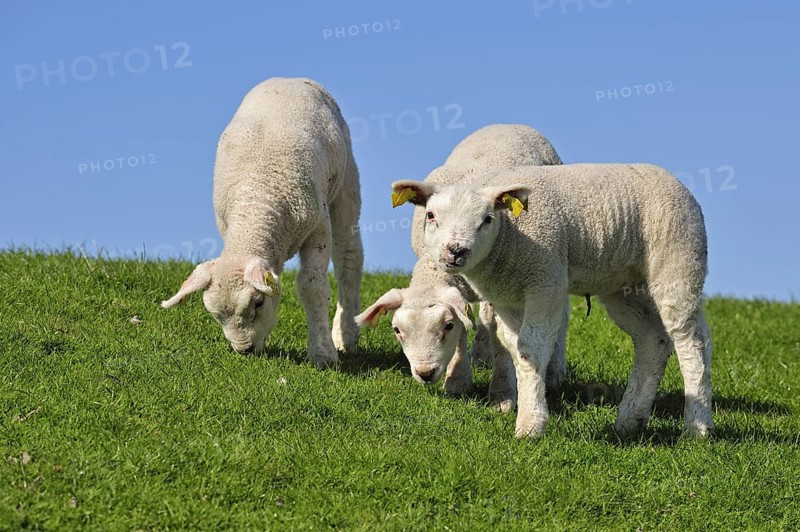 Domestic Texel sheep