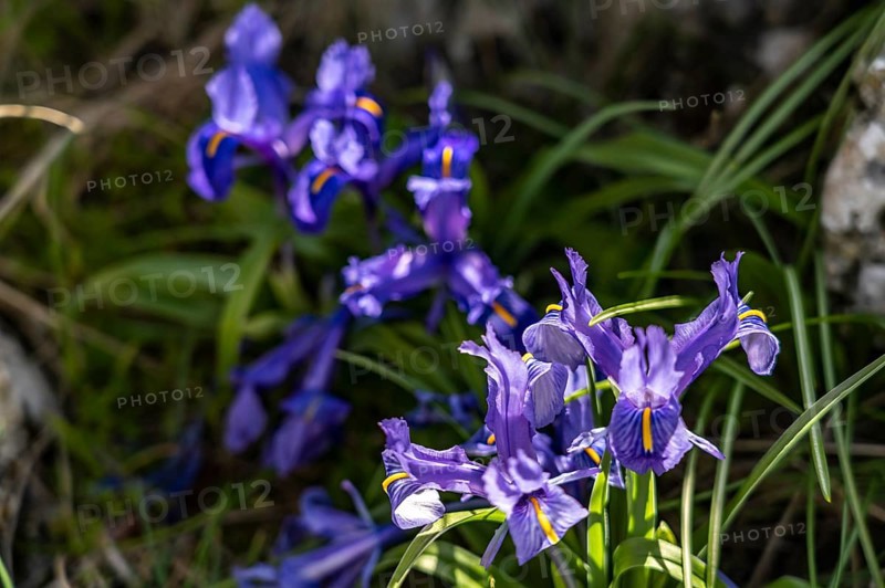 Wild irises along the Rio Bailon hiking trail near Zuheros