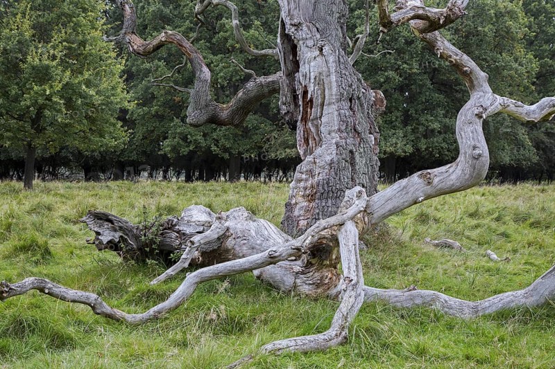 Huge branch broken off from old English oak