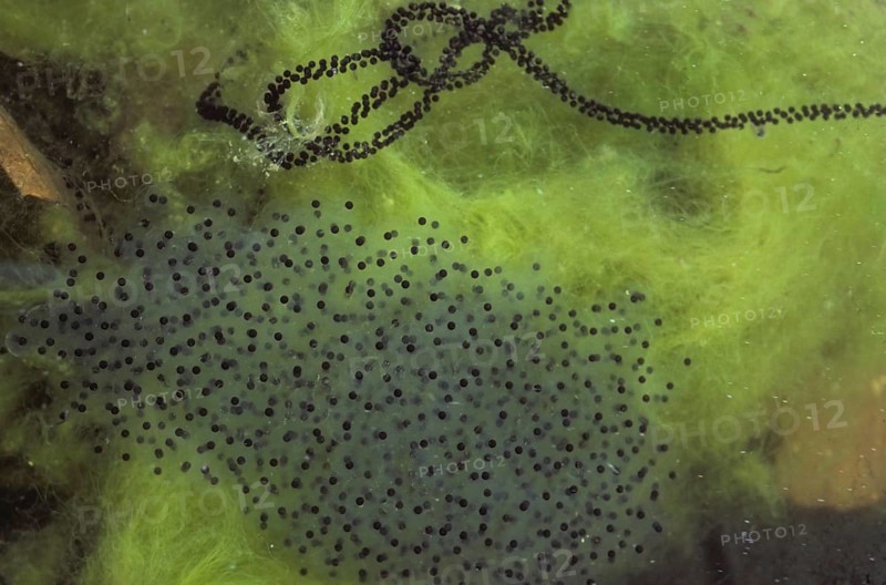 Strings of toadspawn from common toad