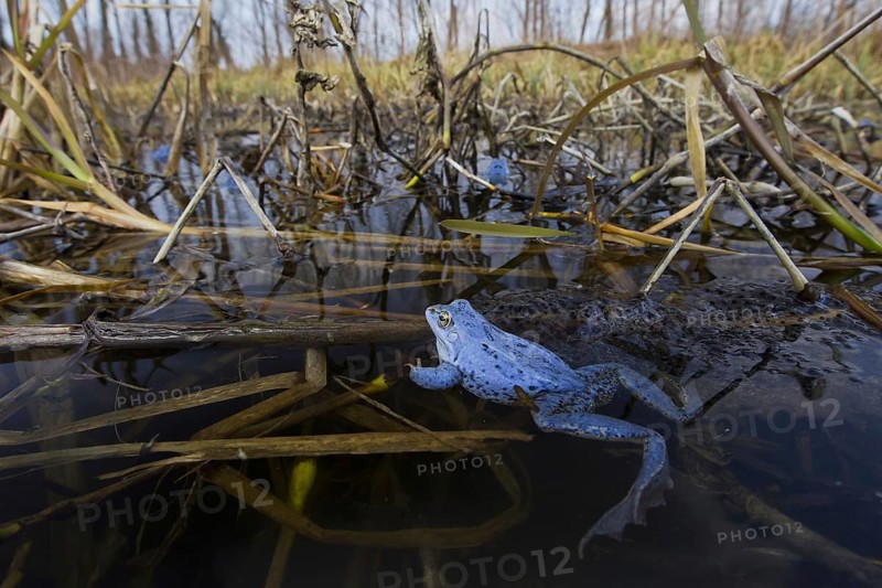 Moor Frog