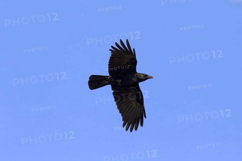 Carrion crow