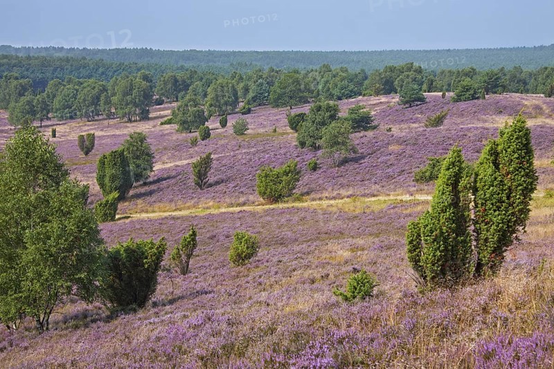 Lueneburg Heath