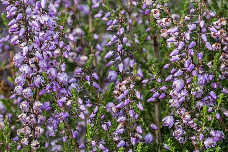 Close up of common heather