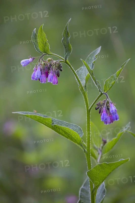 Common comfrey
