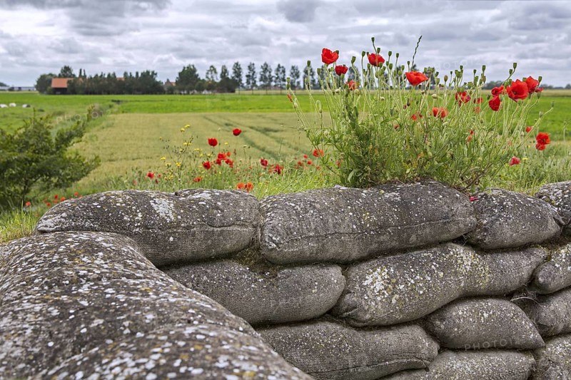 Poppies growing on sandbags at the Dodengang