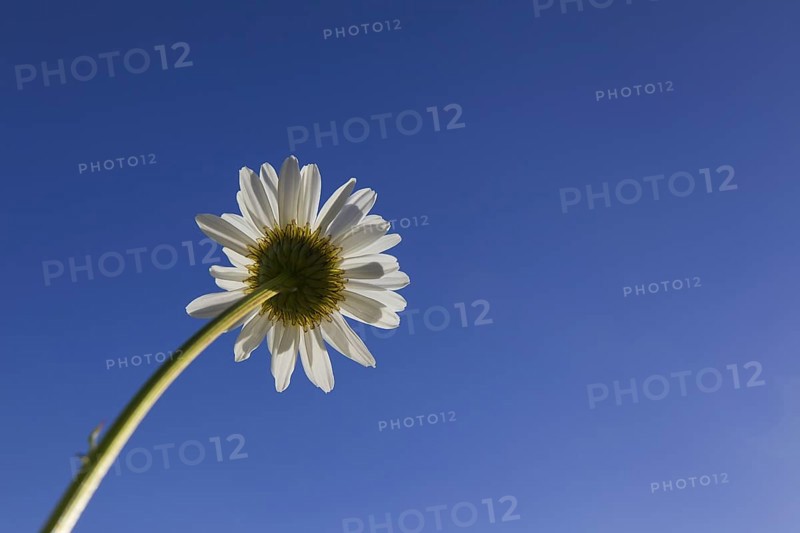 Ox-eye daisy