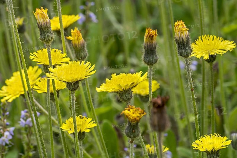 Mouse-ear hawkweed