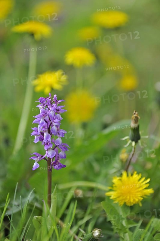 Early purple orchid