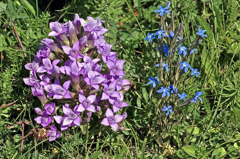 Field Gentian