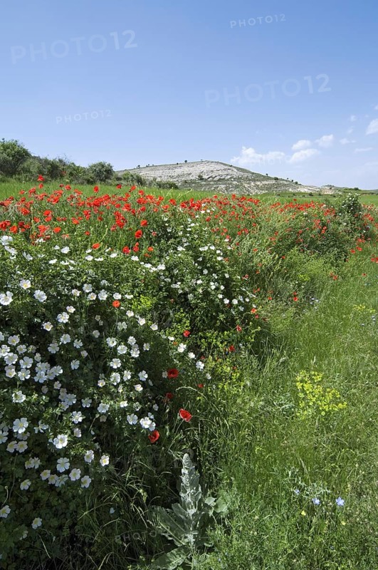 Short-styled field-rose