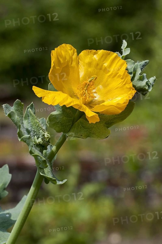 Yellow hornpoppy