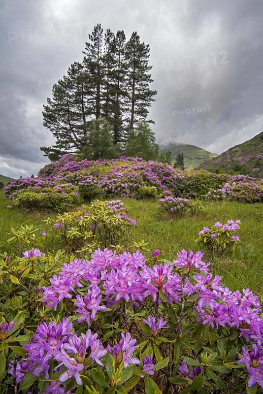 Common rhododendron