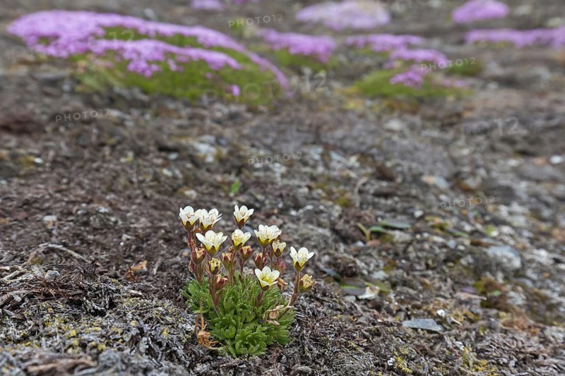Tufted alpine saxifrage