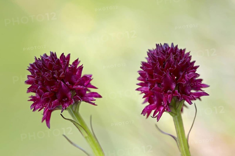 Black vanilla orchid
