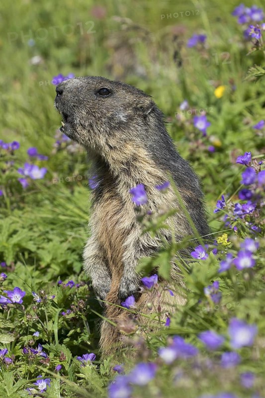 Alarmed Alpine marmot