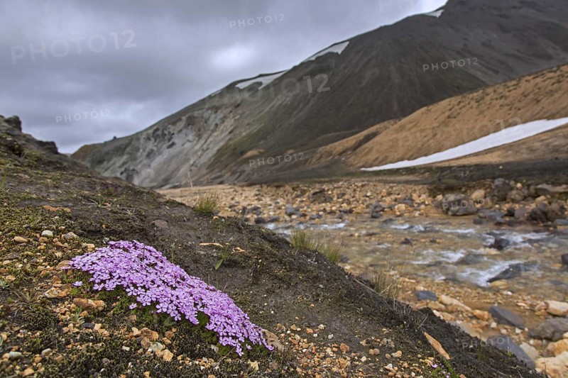 Moss campion