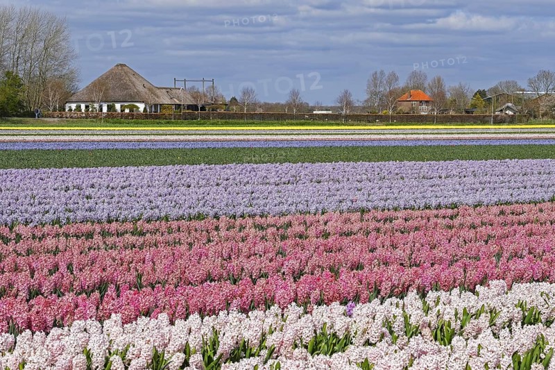 Dutch farmhouse with thatched roof and field with colourful hyacinths in spring near Alkmaar