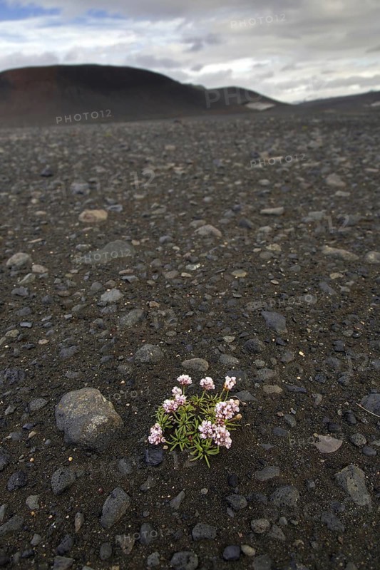 Sea thrift