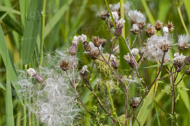 Seeds and seedheads
