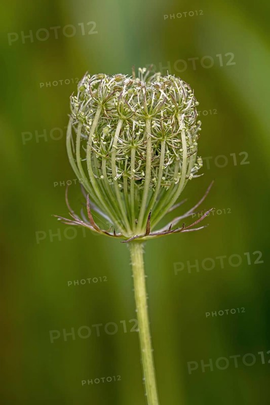 Wild carrot