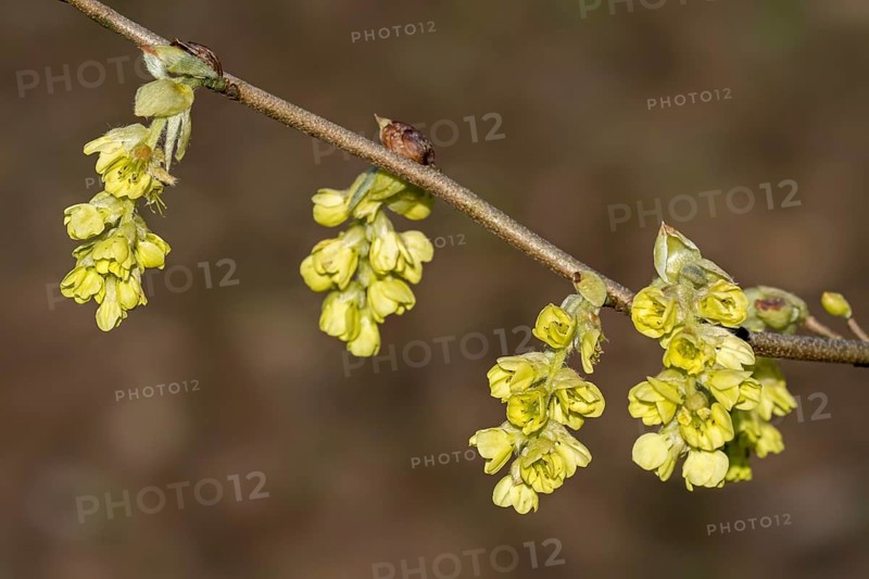 Close-up of twig with yellow flowers of blossoming
