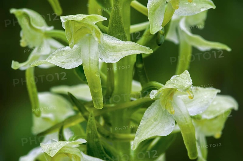 Greater butterfly-orchid