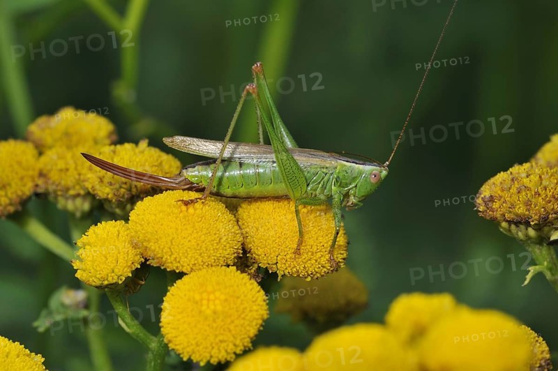 Long-winged conehead