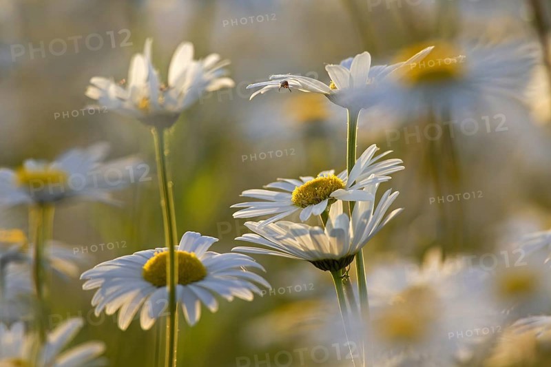 Oxeye daisy