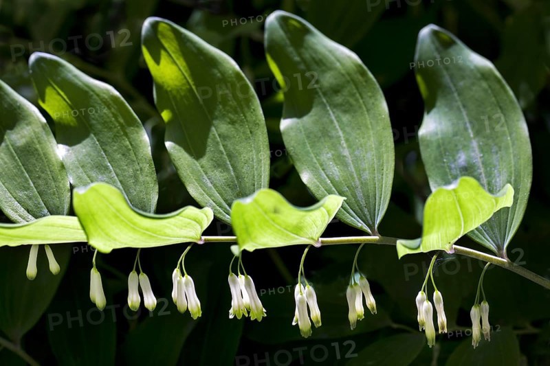 Solomon's seal