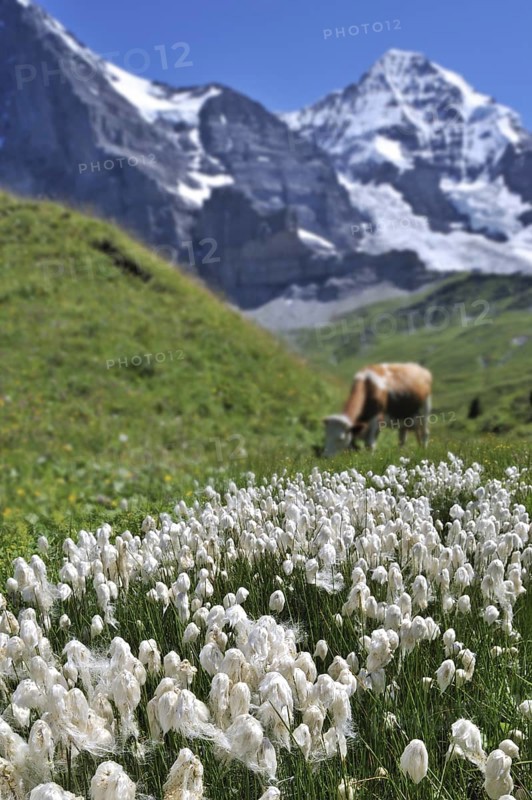 Common cottongrass