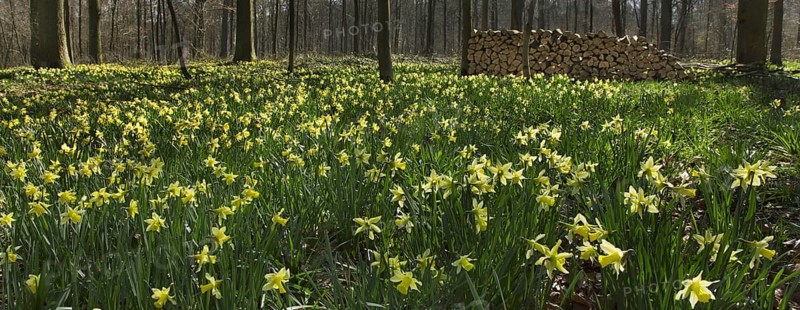 Wild daffodils