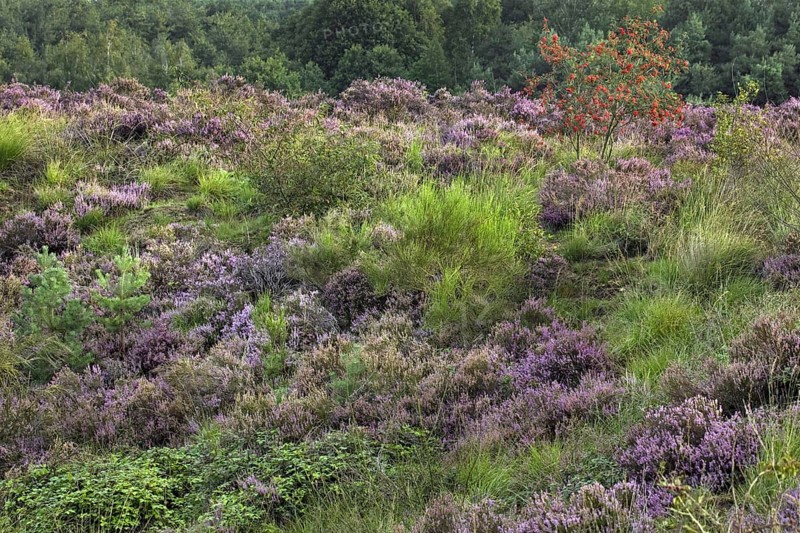 Heather flowering in heathland and rowan at the Hoge Kempen National Park