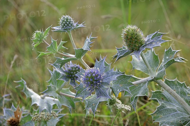 Sea holly