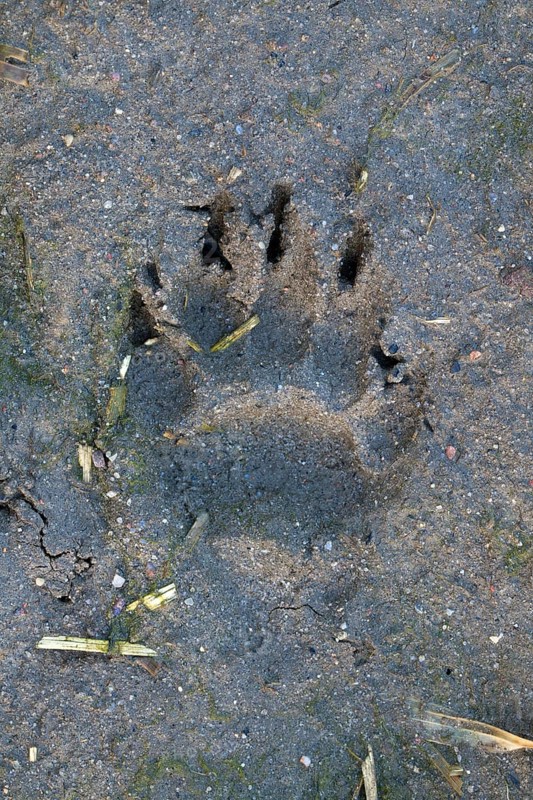 European Badger