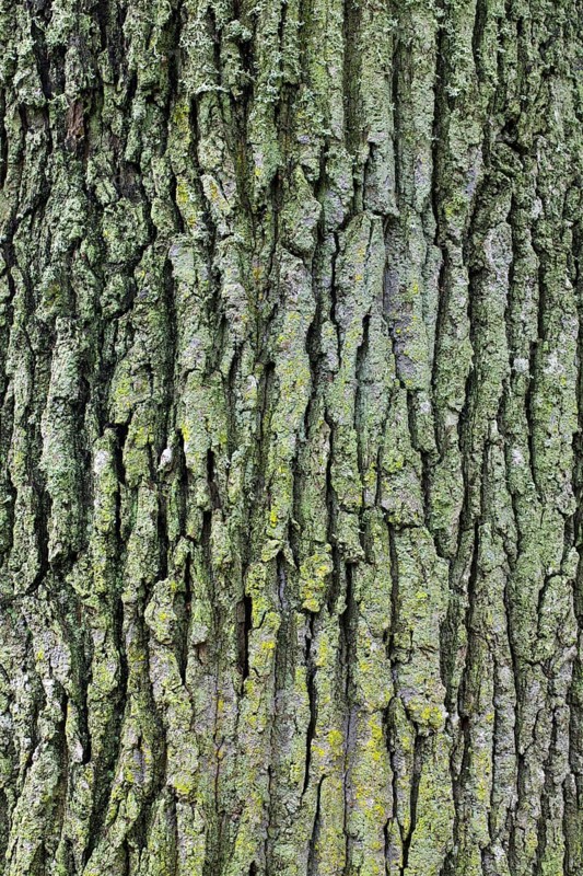 Bark of English oak
