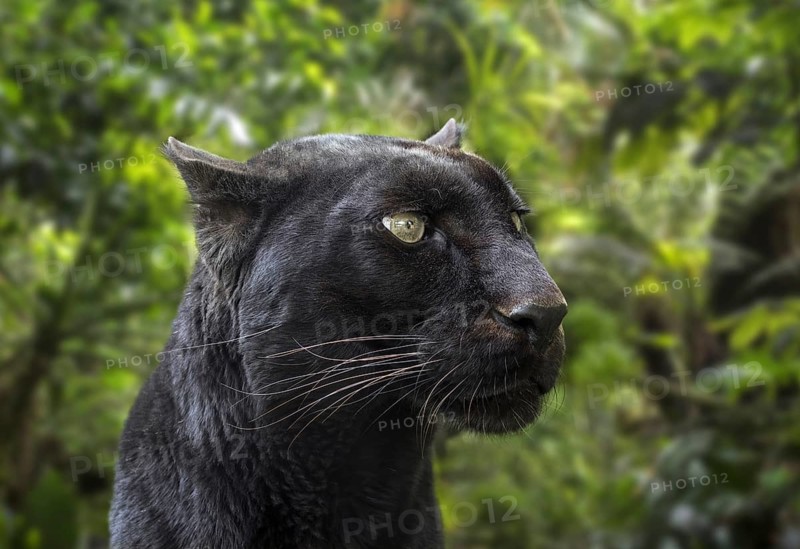 Melanistic leopard